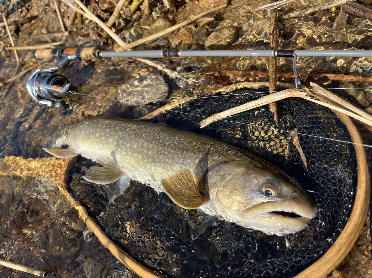 celsuper2's tweet image. 午後から支流に移動したらとんでもないサイズが出ました！！

モンスターイワナ48cm

もう最高しか言えないっす