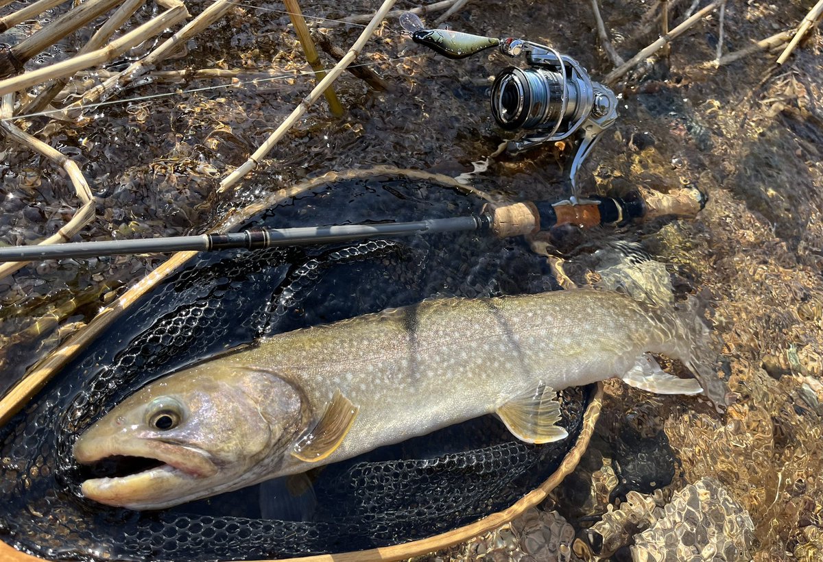 celsuper2's tweet image. 午後から支流に移動したらとんでもないサイズが出ました！！

モンスターイワナ48cm

もう最高しか言えないっす