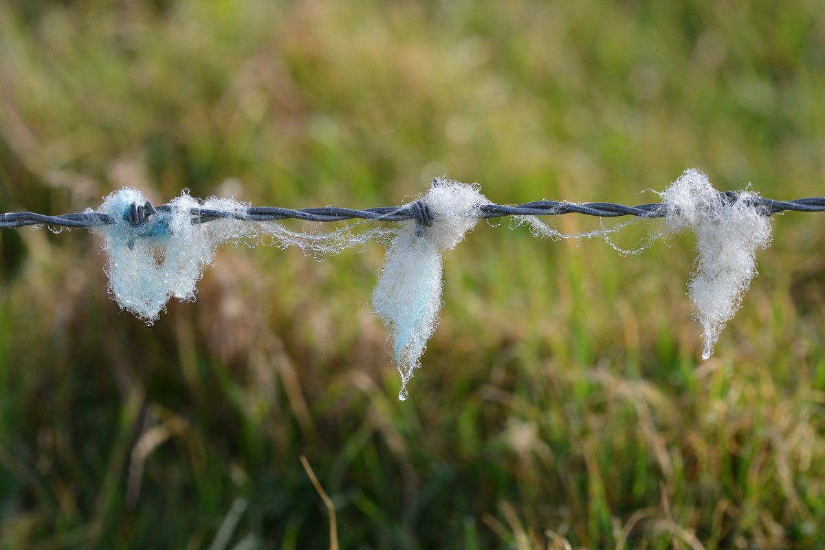 Fresh dew on wool after the fog lifted this morning. 

#Nikon #D800