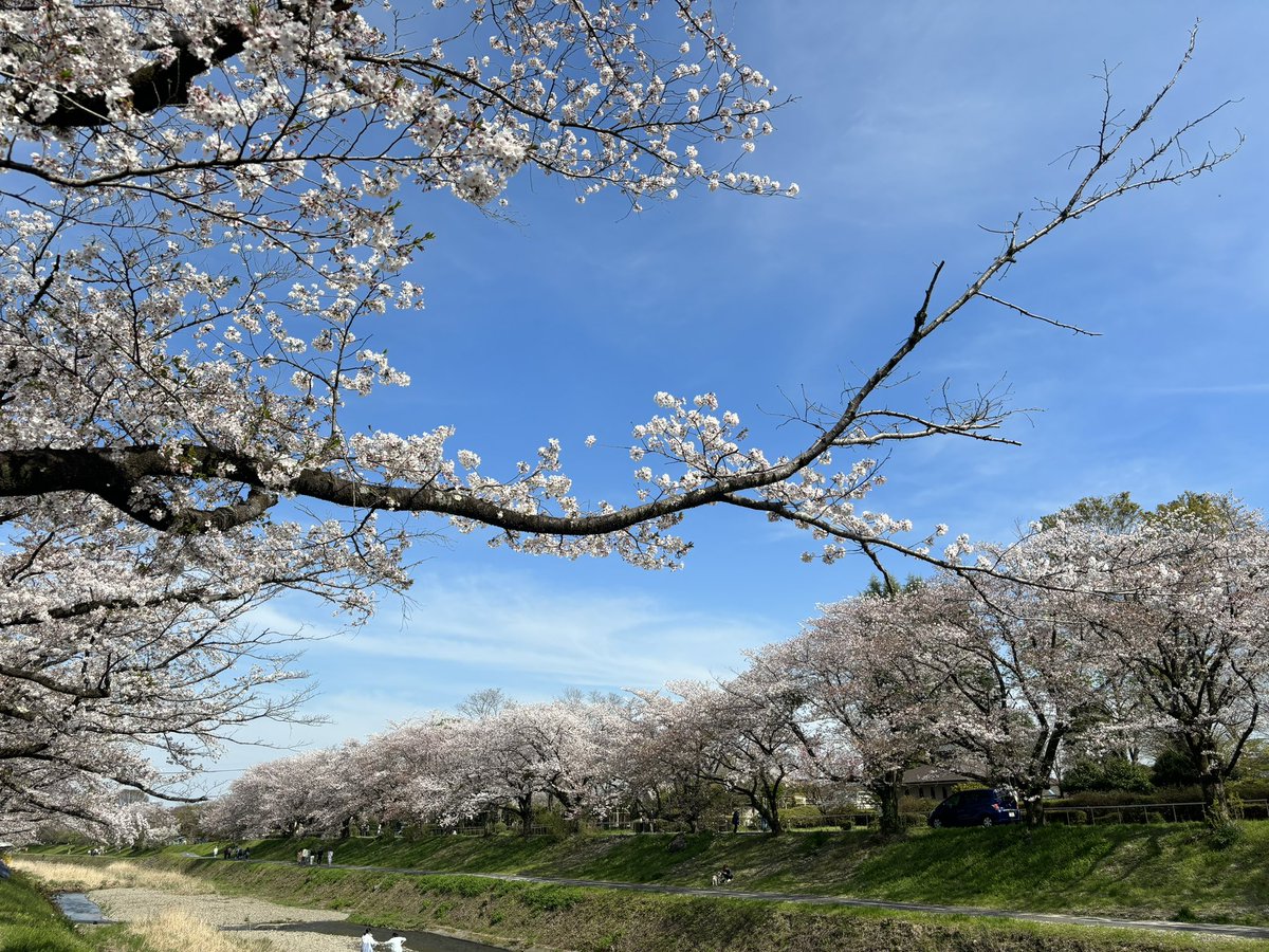komainu18's tweet photo. 今年の🌸 https://t.co/vBsHt91OR3