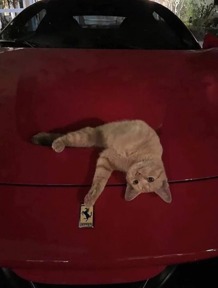 OkayNesko's tweet photo. Pictures of cars with cats on them are my favorite https://t.co/S0LHw5arsl