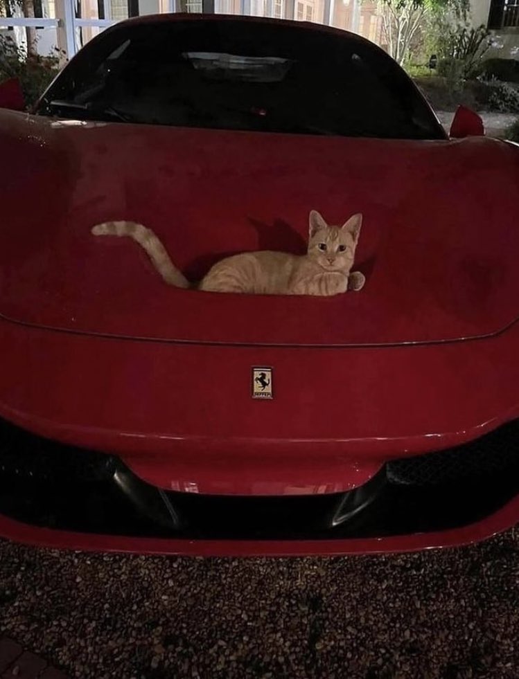 OkayNesko's tweet photo. Pictures of cars with cats on them are my favorite https://t.co/S0LHw5arsl