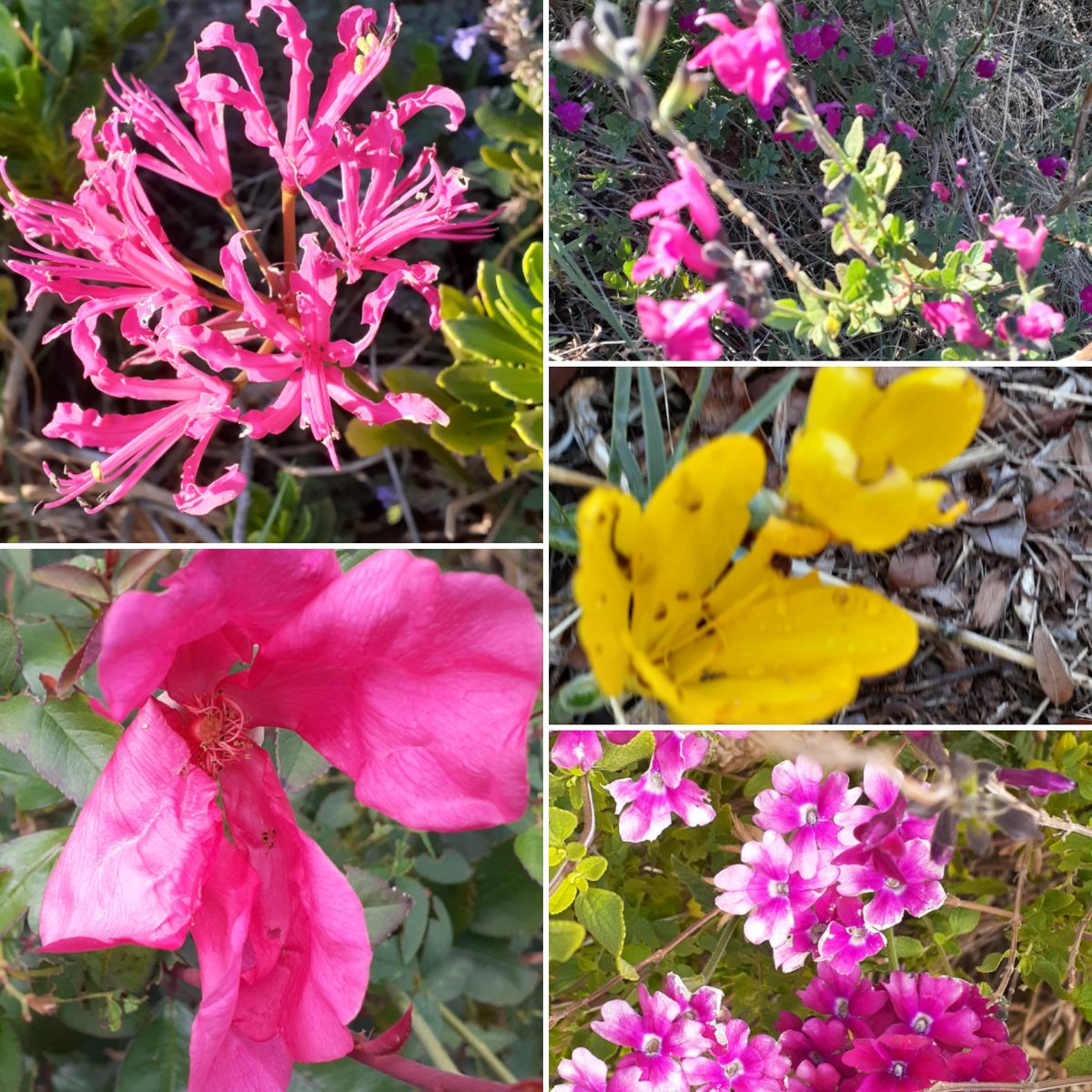 Nerine, pink blush Salvia, Mutabilis rose, twinking in the afternoon sun. Plus a surprise autumn crocus.🌸💞 #FlowersOfTwitter #plantwhisperer #GardeningX #Flowers #FlowersOnFriday #gardeningaustralia