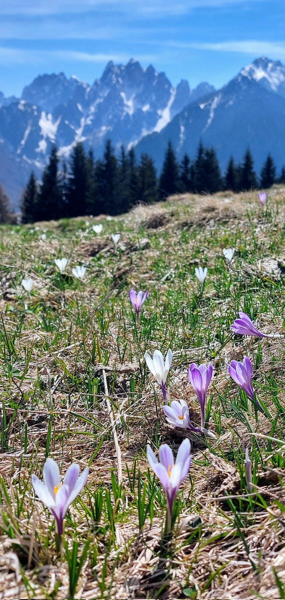 MauSbogar's tweet photo. #MTB Tour #FVG
Cartoline mozzafiato sopra la magnifica #ValAupa
SUPER!!!
@DiscoverTrieste @VisitFVG @viagginbici @Ipocontro @stregapoeta @Amfortas @patrizia_fonda @ANGELACHIDDEMI @A__Martinello @mariacr28250504 @Mario16604832 @pol_petta @CiriSince1978 @pauligurize @gmdb https://t.co/McSrjkGb66