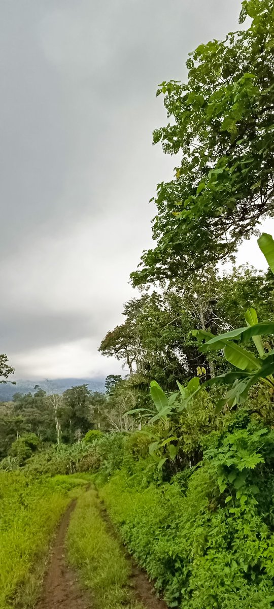 Good morning humankind. The equatorial rainforest is abundant with life and biodiversity. Let's remember to protect our planet and preserve its natural wonders for generations to come. Every small action counts in the fight against climate change. No to Deforestation.