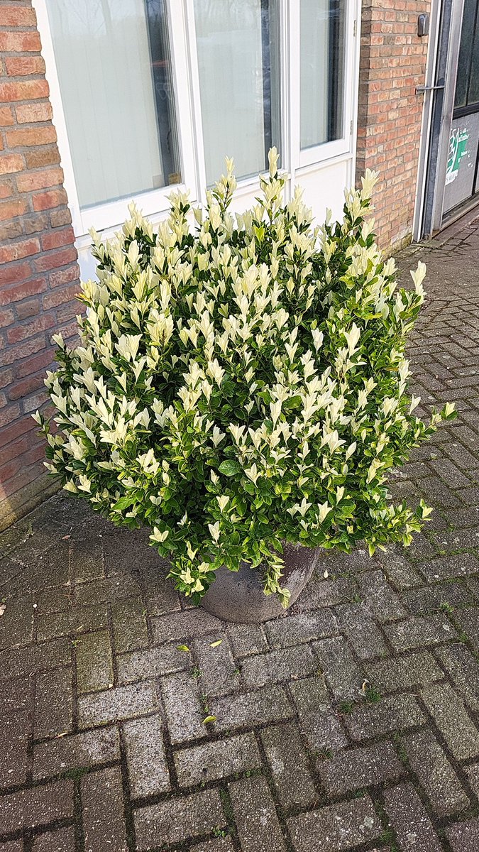 euonymus_nl's tweet photo. mooi! Zo aankomen op je werkplek in de ochtend. #euonymus #extravaganza https://t.co/to45bxCHV6