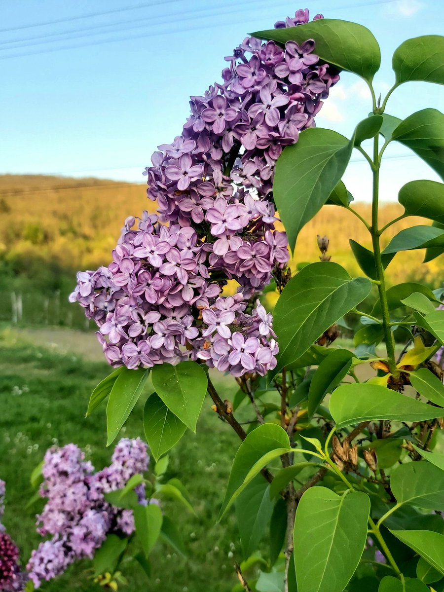 Kad biste samo znali kako miriše beli jorgovan, samo biste njega sadili. Bukvalno kao mediteranski jasmin..pronađoh ga u jednoj starinskoj bašti, vođena neverovatnim mirisom koji je dolazio iz napuštenog imanja..