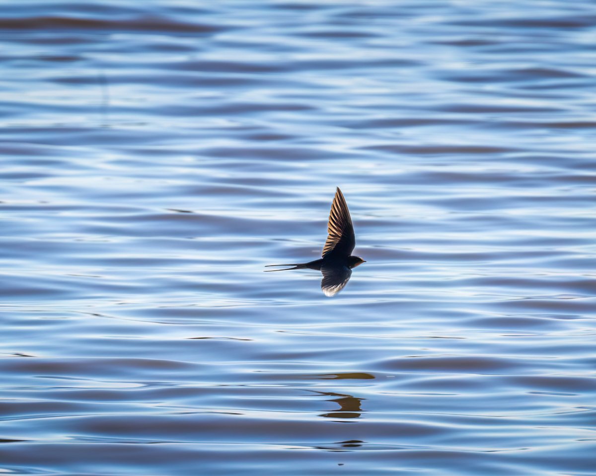 Captured this Red - rump Swallow in flight at Parque Coto de Donana - a special place. For more wildlife and landscapes click here flickr.com/photos/1129160… @paulmiguelphoto