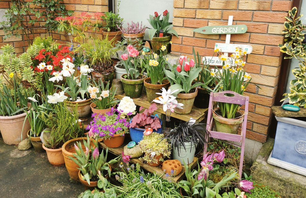 Morning everyone, just checking the forecast there and looks like rain due mid morning... no need to water the pots then... Lol. Have a lovely weekend wherever it takes you. 😃🌱🌷🌿🐞🍄 #Gardening #OurCourtyard #Spring #PotPond #HortiHugh