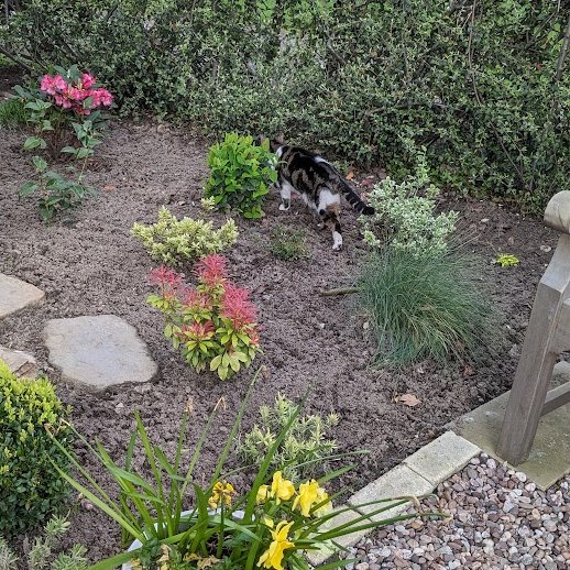 AllotmentCat tweet picture