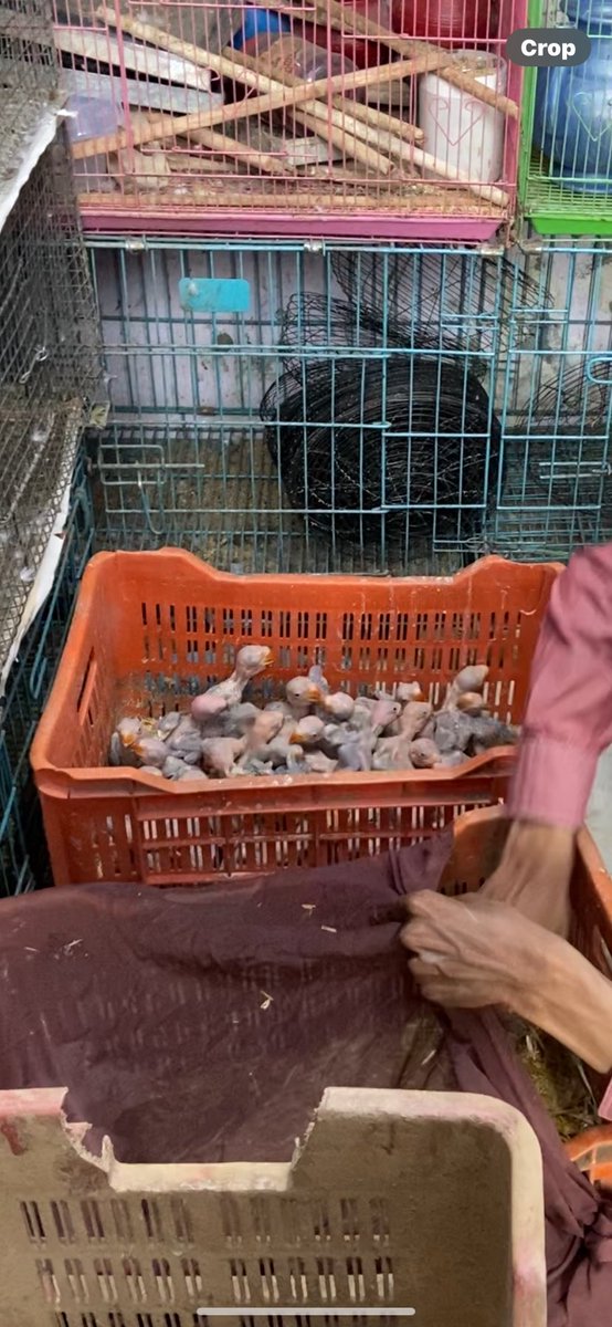 Syed Suhail🇮🇳 (@imsyedsuhail) on Twitter photo Highly endangered Alexandrine parrot kids being sold openly in shops opposite the Red Fort in Delhi. Is <a href="/DelhiPolice/">Delhi Police</a> really not aware of it?
<a href="/PetaIndia/">PETA India</a> <a href="/LtGovDelhi/">LG Delhi</a> <a href="/Manekagandhibjp/">Maneka Sanjay Gandhi</a> Highly endangered Alexandrine parrot kids being sold openly in shops opposite the Red Fort in Delhi. Is <a href="/DelhiPolice/">Delhi Police</a> really not aware of it?
<a href="/PetaIndia/">PETA India</a> <a href="/LtGovDelhi/">LG Delhi</a> <a href="/Manekagandhibjp/">Maneka Sanjay Gandhi</a>