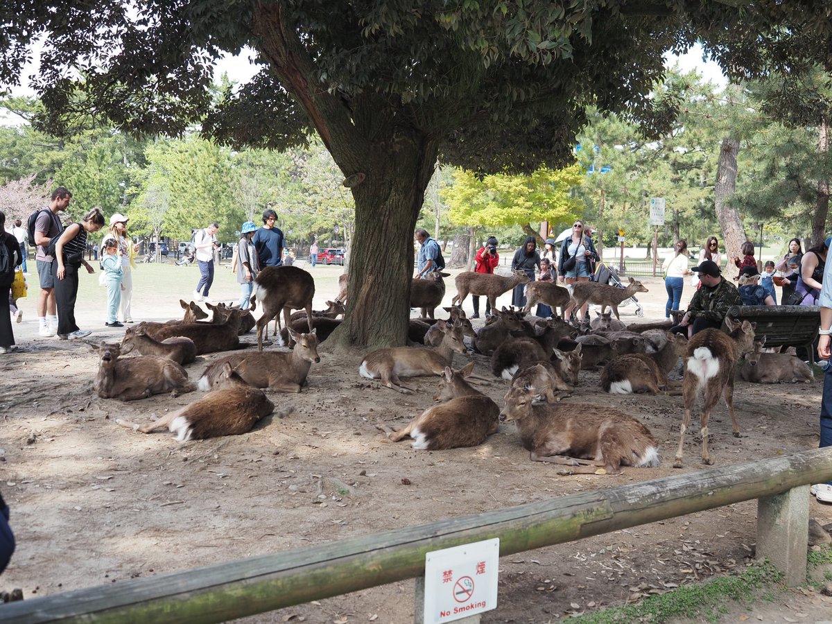 今日は鹿さんも暑いようです🥵
奈良公園来るの久々。