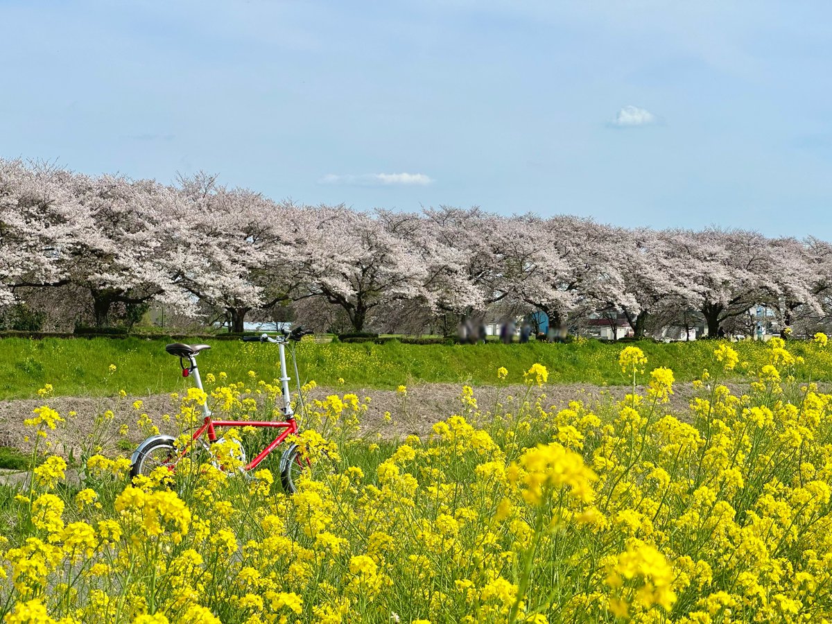 お花見ツーリング