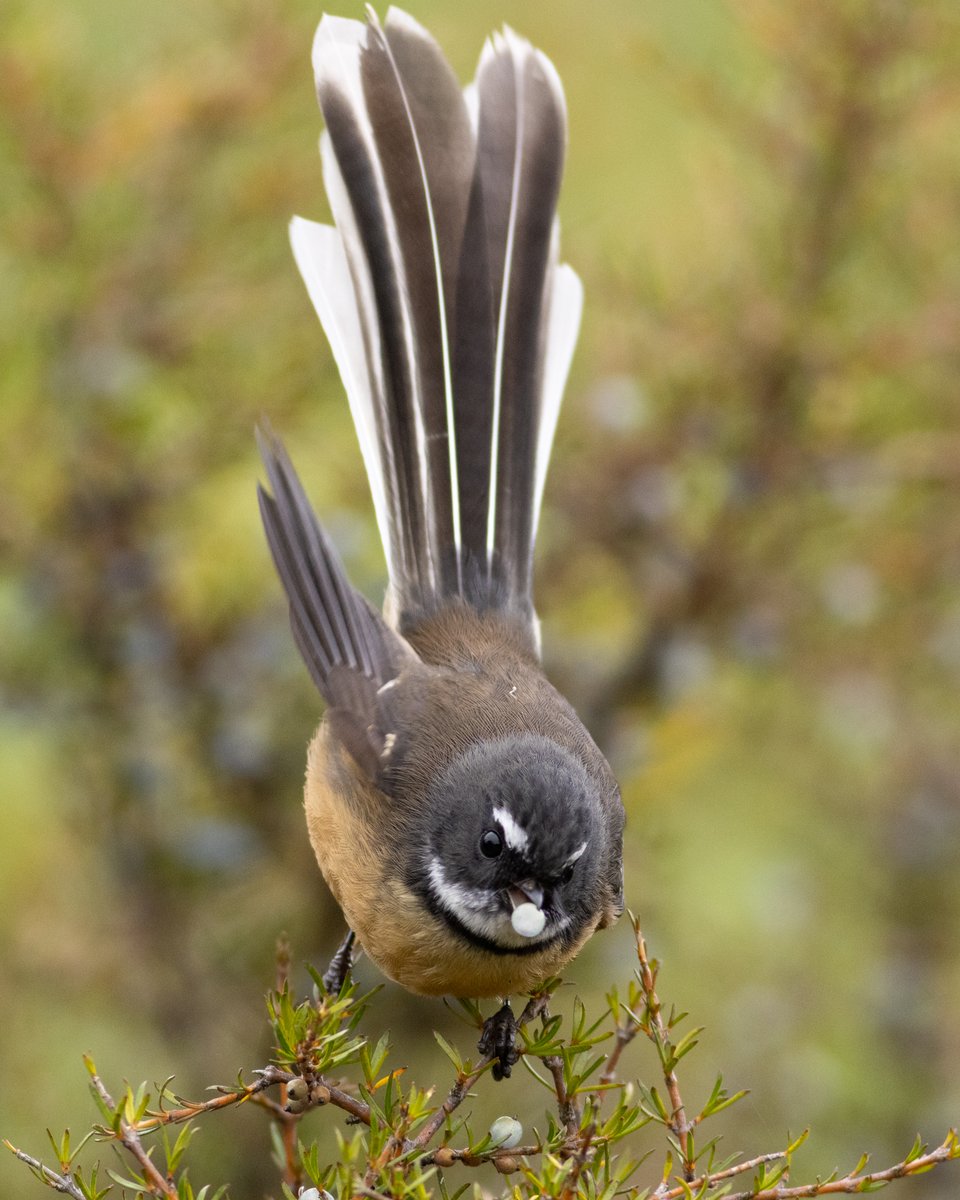 Pīwakawaka (NZ fantails) feeding on coprosma berries; a habit new to me! #birdphotography #TwitterNatureCommunity #birds #nzbirds #wildlifephotography #NaturePhotography #BBCWildlifePOTD #ThePhotoHour #PhotoOfTheDay #BirdsSeenIn2024 #OrokonuiEcosanctuary #Fantail #Pīwakawaka