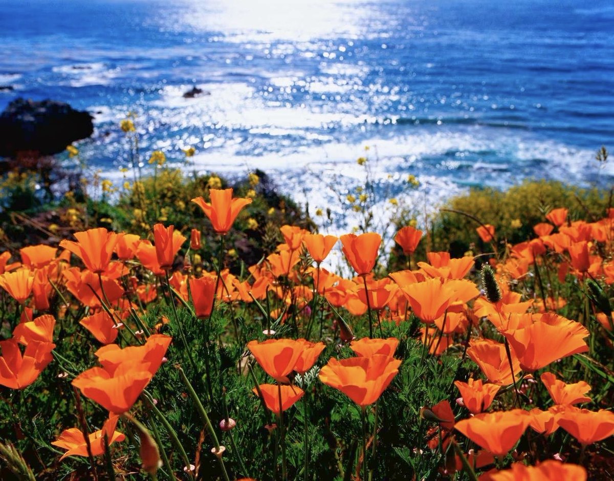 Happy Saturday everyone. California Poppies are in full bloom and temperatures are warming, summer can't be far. I hope your day is bright and beautiful and full of love and happiness. Please be kind to yourself and others, take good care and be well and safe 💙✨💙