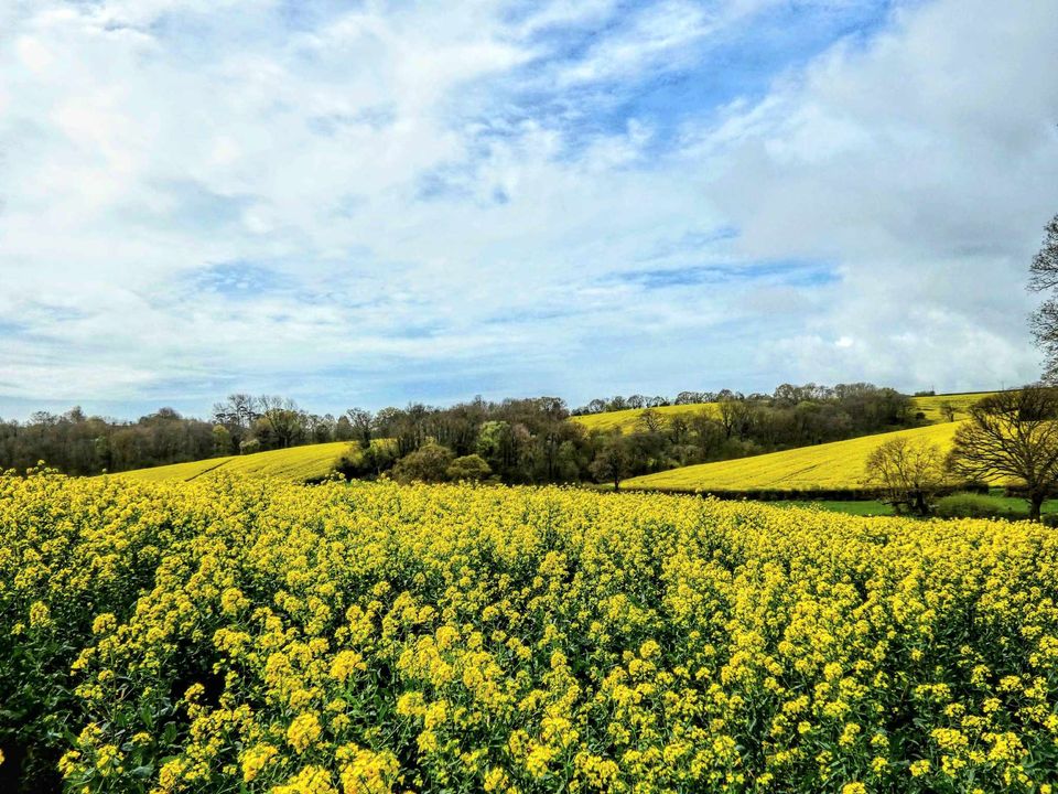 💛 The yellow fields near Crowhurst have been captured by Andy Chapman, and it is our #PhotoOfTheDay 📸