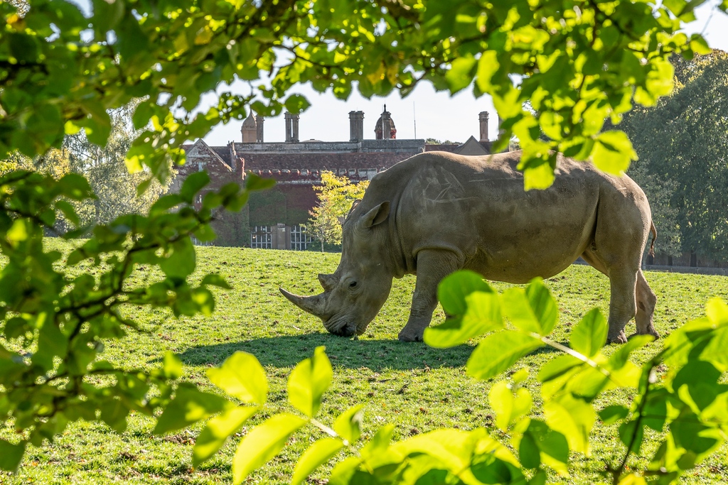 Happy Birthday, Pembe! 🦏🥳 Today we’re celebrating one of Marwell’s biggest residents who is turning 11 years old. The white rhino is a conservation success story with over 18,000 in the wild today. Drop your birthday wishes for Pembe in the comments below! 🌟🎈