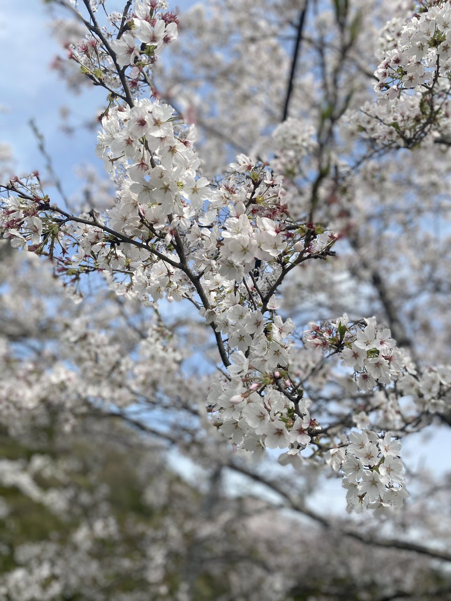 ChrissyRoyalty's tweet image. Spring finally and 🌸SAKURA🌸 finally came. #springinJapan