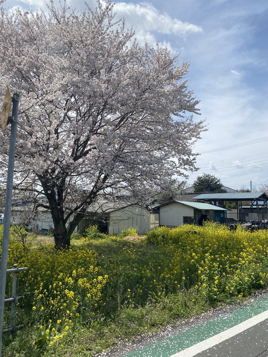 ChrissyRoyalty's tweet image. Spring finally and 🌸SAKURA🌸 finally came. #springinJapan