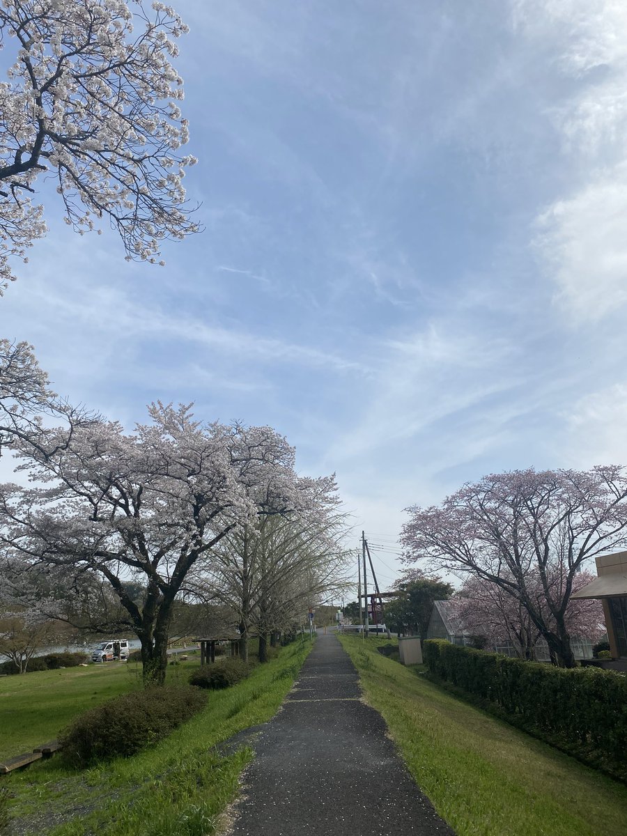 ChrissyRoyalty's tweet image. Spring finally and 🌸SAKURA🌸 finally came. #springinJapan