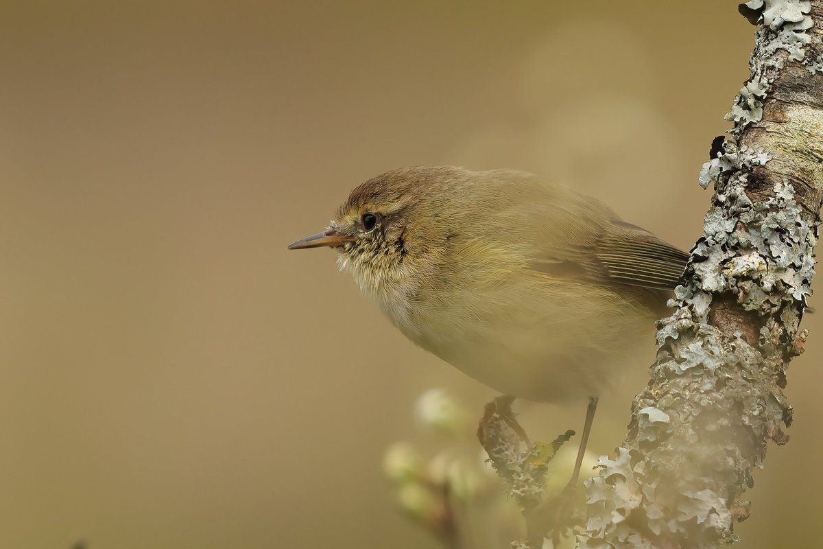 Chiffchaff #kidwellyquay