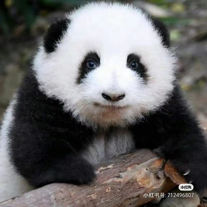 ยัยฮวาฮวาเด็กเร้ก