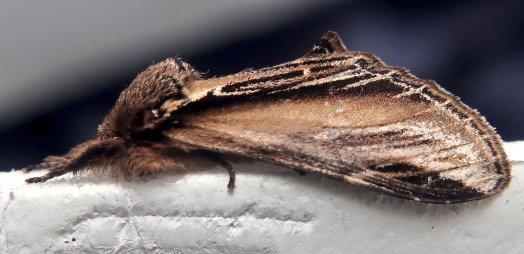 entomolojosh's tweet photo. The #MothTrap wasn't overly exciting in terms of numbers with only 6/4 (including last night's Small Phoenix), but I also had the NFY Swallow Prominent, and a Nicrophorus humator burying #beetle which is always cool!
#entomology #insects #moths #beetles #mothsmatter #vc59 https://t.co/CoAXFAKWW6