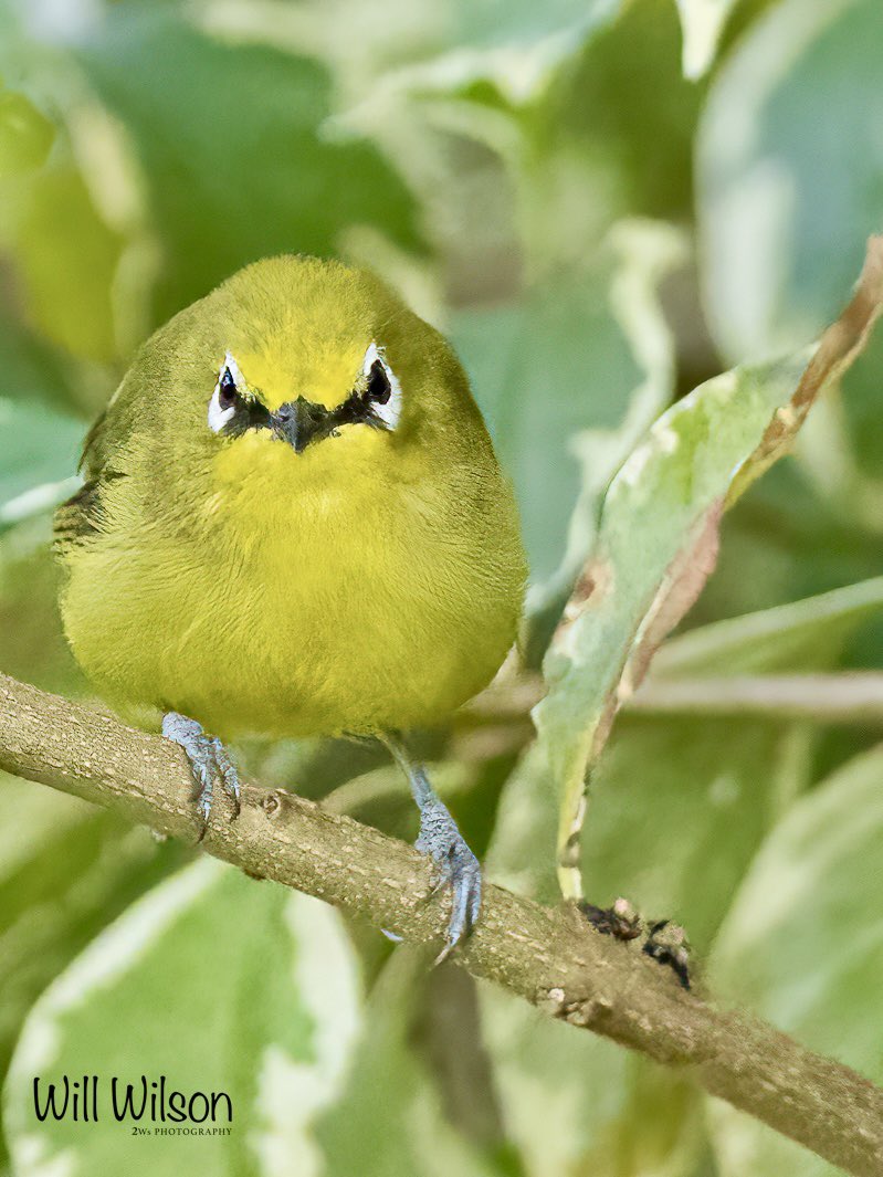 Being watched by a Green White-eye…

📍Lake Muhazi, in #Rwanda #RwOX #Birds