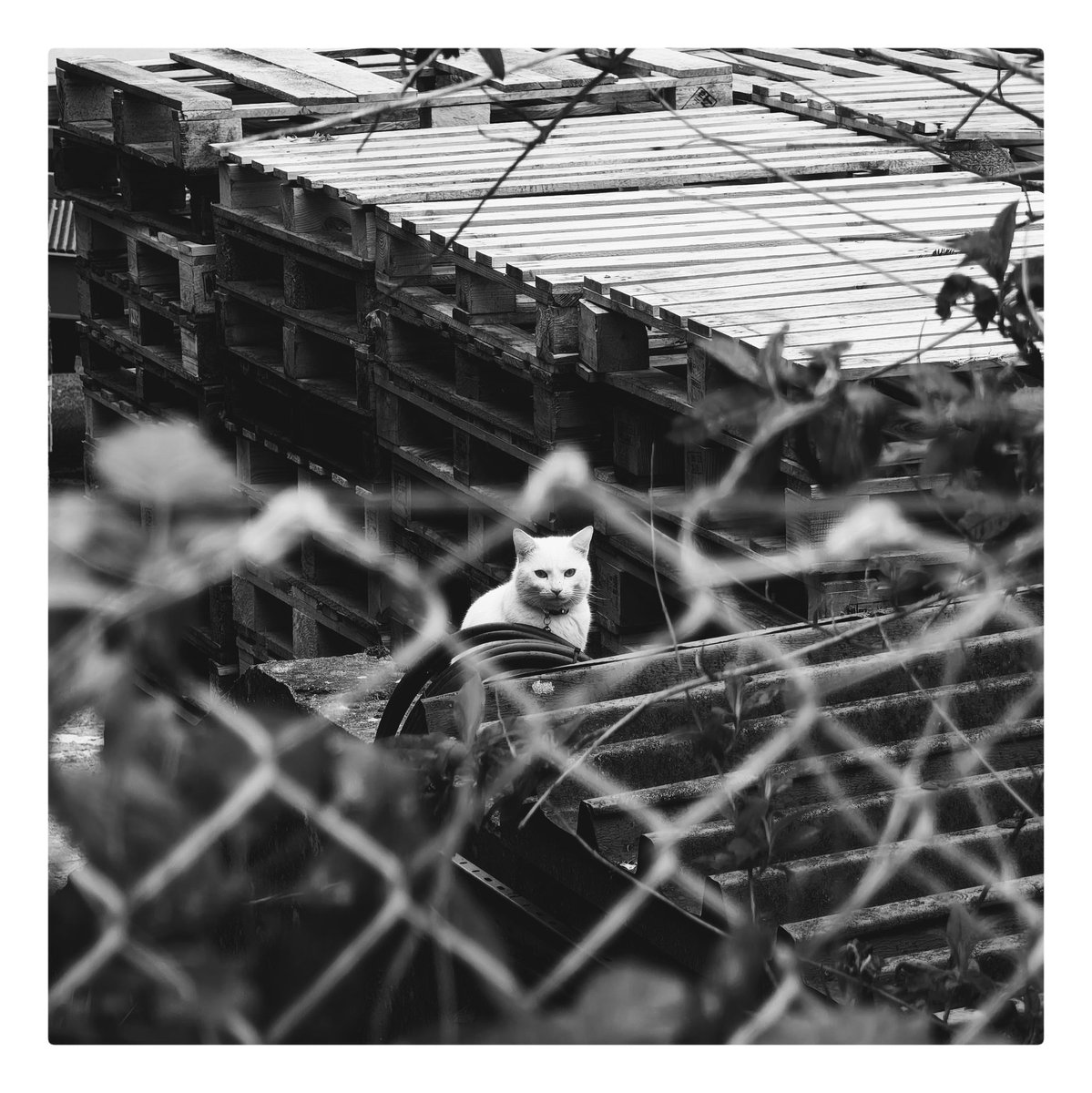 I can see you #XiaomiFanFestival2024 #Xiaomi14ultra #streetphotography #apsmartphonepicoftheweek @XiaomiUK @AP_Magazine @urban_addicts @streetphotofdn