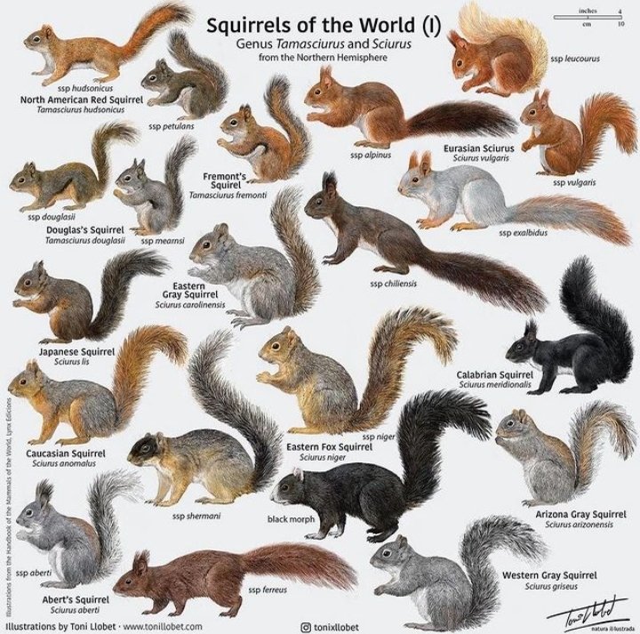 know your squirrel
