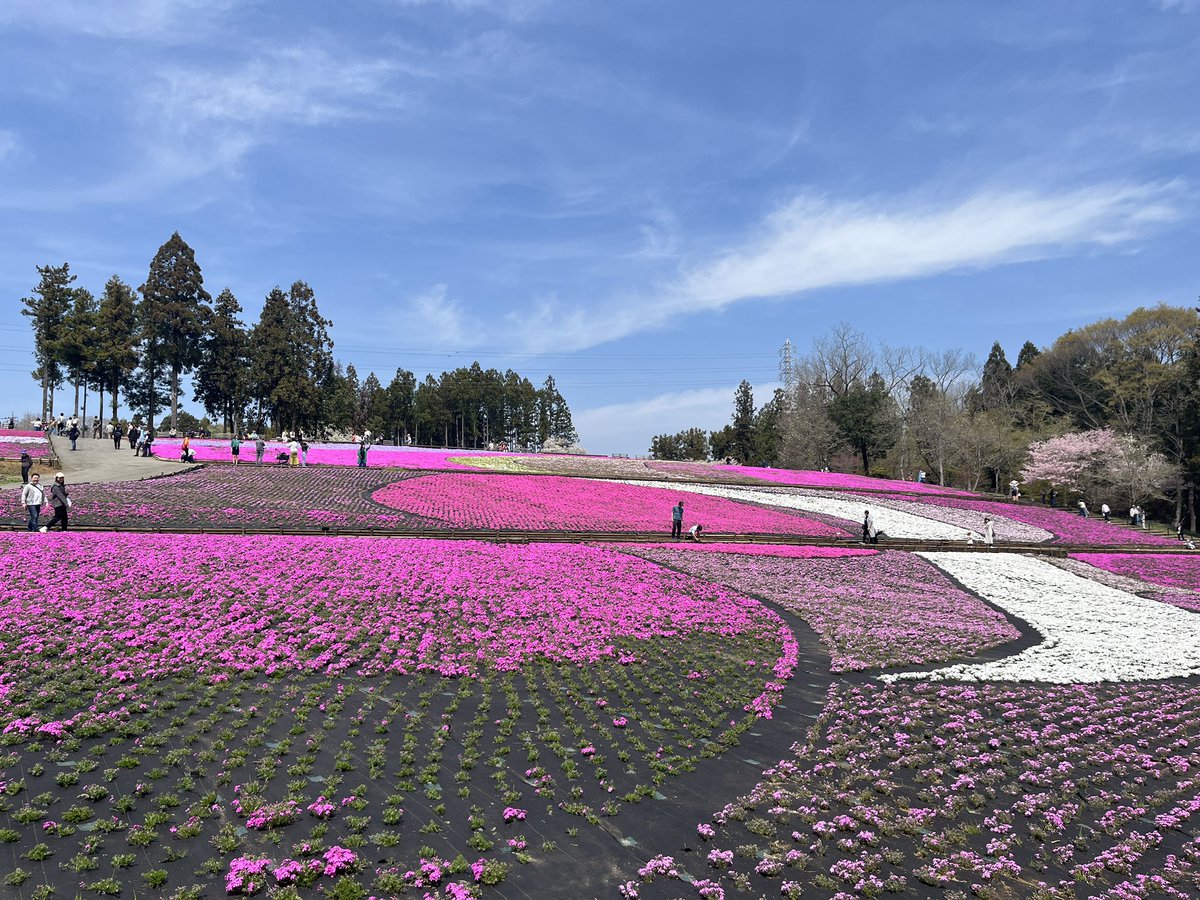 秩父 羊山公園 芝桜の丘に行ってきました☺️

#埼玉県