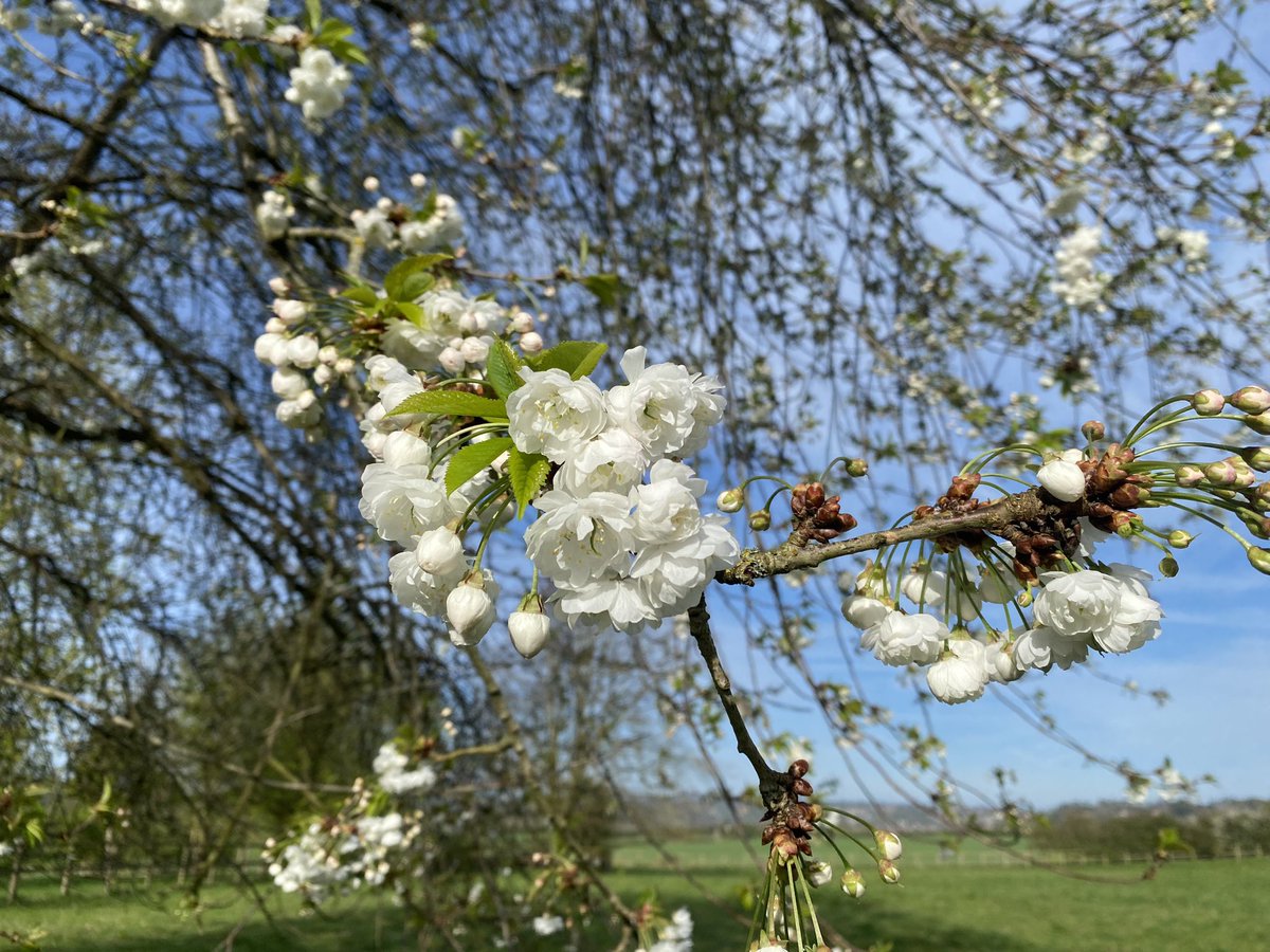 MatthewCPhotos's tweet photo. Spring has sprung! #Spring #SpringFlowers #Winchester #Hedgerow #Blossom #Chilcomb https://t.co/YMPx1RZqnP