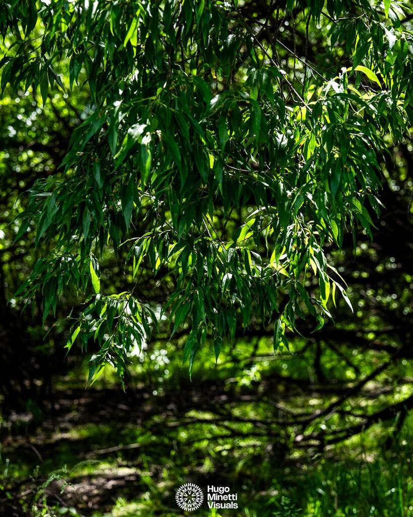 Peaking through the green 🌿

•

📸 Shot on @sonyalpha.anz
💻 Edited with @lightroom 
📌 New Zealand

•

#photographer #photographerlife #naturephotography #filmmaker #filmmakerlife #newzealand #travelphotography #traveltheworld #travelphotographer instagr.am/p/C5sOyagLN4P/