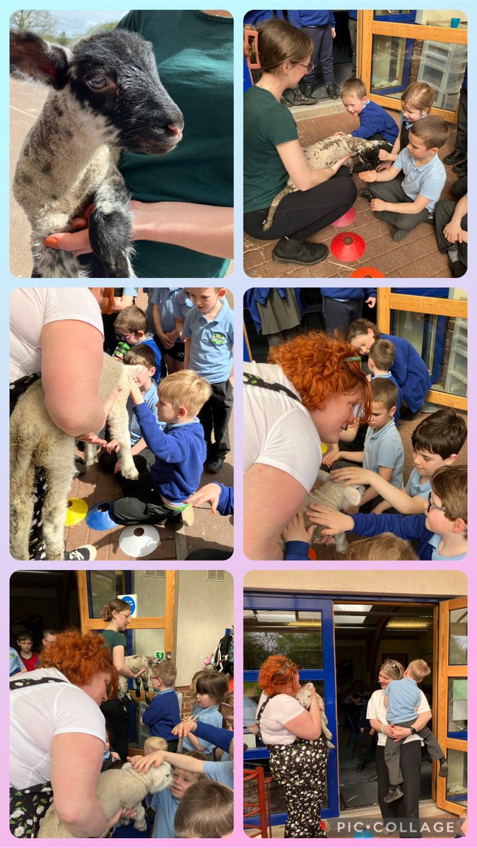 Dosbarth 1 loved visiting Miss Facey’s lambs, Oreo and Marshmallow! We are excited to see them ‘Growing and Changing’ over the next few weeks! #HealthyConfident
