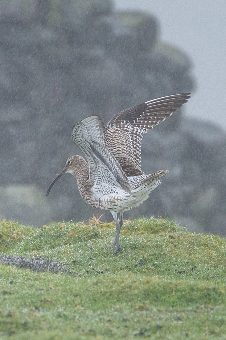 Only one thing on this lads mind 😁

#curlewaction #curlew #curlewsofinstagram #groundnestingbirds #rspb
