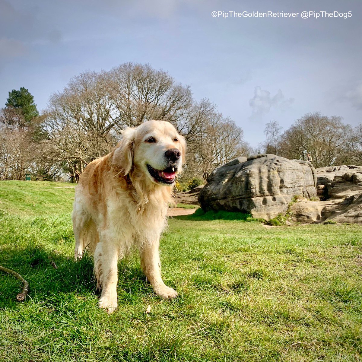 🌳🐶🪨

My day’s got off to a ‘rocky’ start! 😂

Happy Saturday! My  family and I wish you lovely weekend. #WeekendSmiles

#GoldenRetrievers 🐕😀🐾
#DogsOfX #GRC