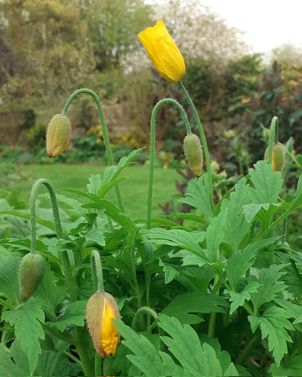 Welsh Poppies are starting to do their thing. This plant is doing #sixonsaturday all by itself #flowers #gardening #mygarden