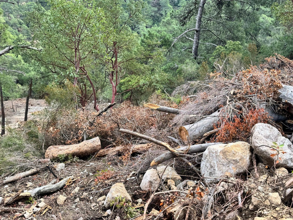 Milli Park’ta ağaç kesimi başladı; ormanı yok edip otel yapacaklar! Antalya'nın Kemer ilçesindeki Beydağları Sahil Milli Parkı'nın Çalış Tepe Mevkii'nde vatandaşların tespit ettiği ağaç katliamının otel inşaatı için olduğu iddia ediliyor. İddiaya göre alan Milli Park…