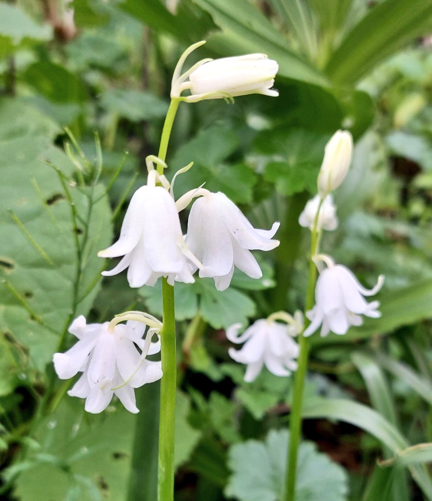 Double white bluebells, supposed to be our native Hyacinthoides non-scripta but I'm suspicious it's s hybrid. Beautiful anyway. #bluebell #whitebluebell #whiteflowers #shadeplants #woodlandgarden #plantsforshade #peatfree #mailorderplants #plantsforsale