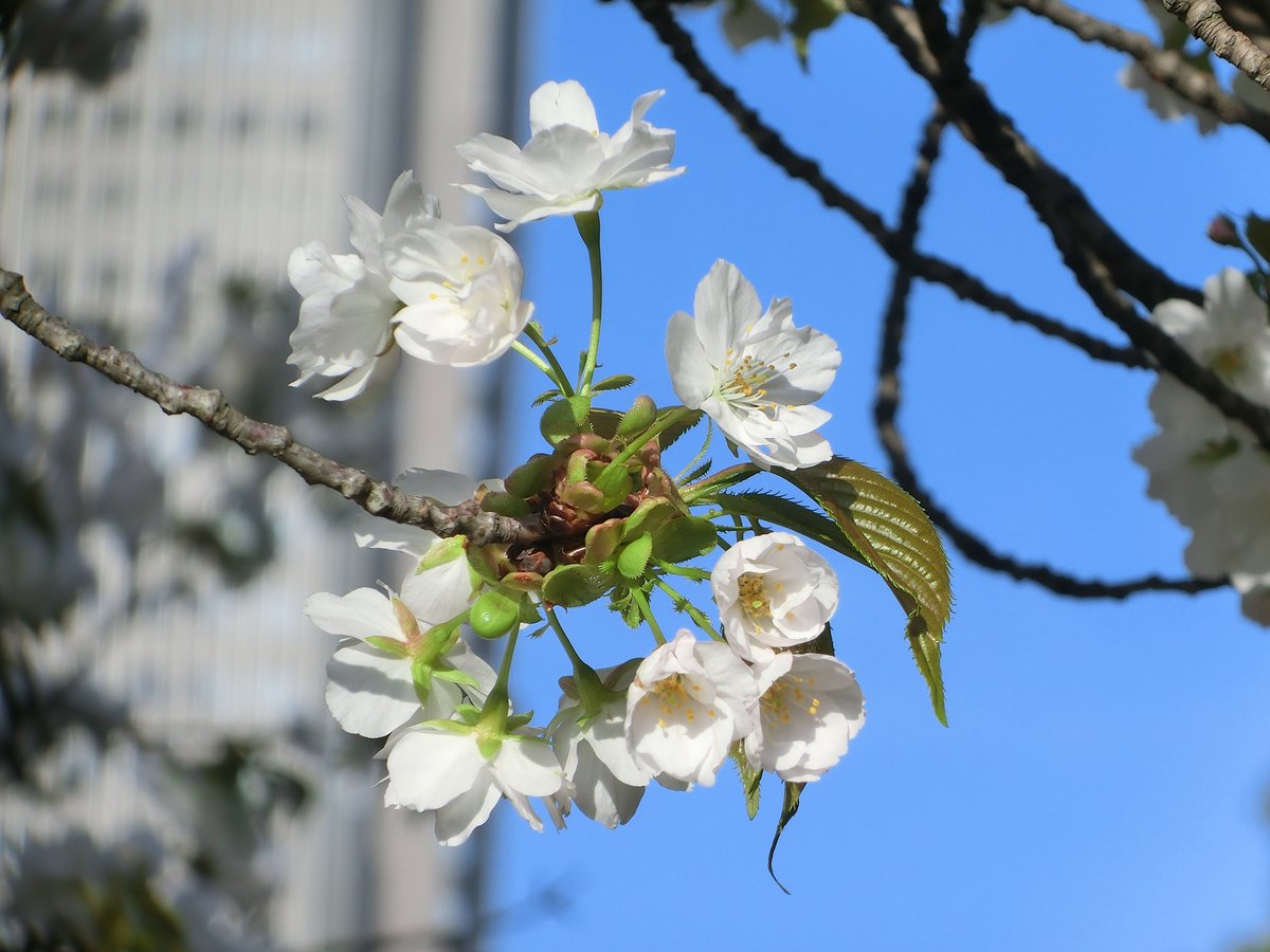 日本庭園で #八重桜 のコトヒラがみごろです🌸 小ぶりの清楚な花が咲き、木全体が白から淡いピンクの花色に染まっています。青空にもよく映えますね🌞 のびやかな樹形は #日本庭園 の景色との相性も良いですよ📷✨ 園内に植栽の木はこの1本のみ。どうぞお見逃しなく👀 #新宿御苑 #cherryblossom #桜