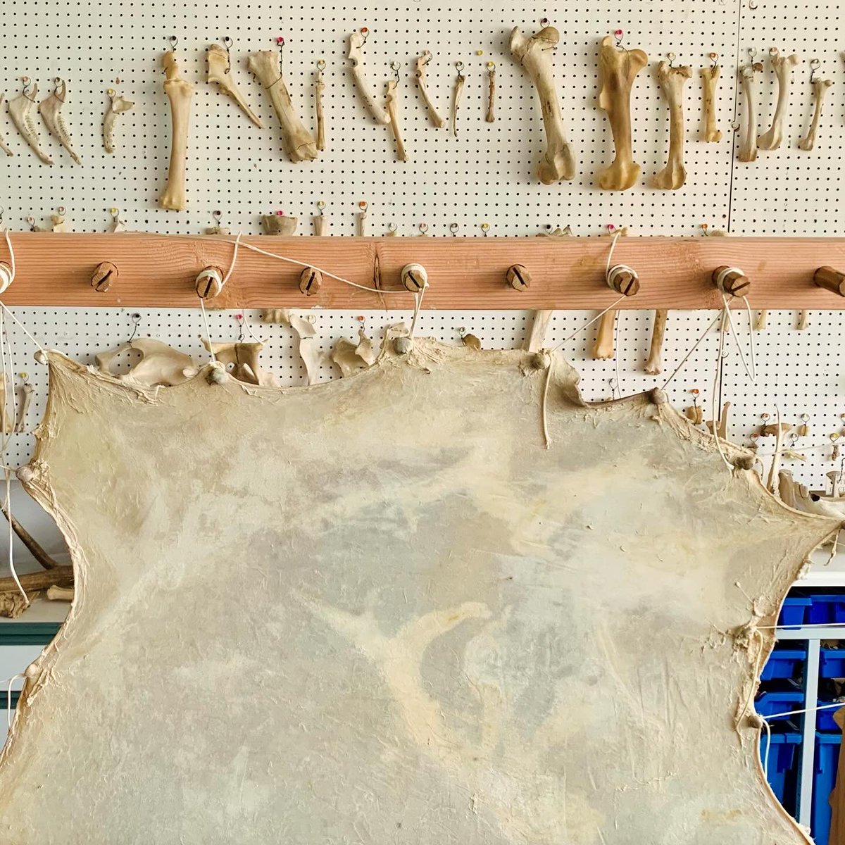 iamkristinesr's tweet image. Experimental parchment making in Cambridge, pt. 1 🐑 

Featuring a beautiful frame from Jack Wheeler (even the pegs are an artwork), parchmenter know-how from @UCamArchaeology and effortless calligraphy from young participants @CamUnivMuseums 🪶 

#CULconservation #Parchment