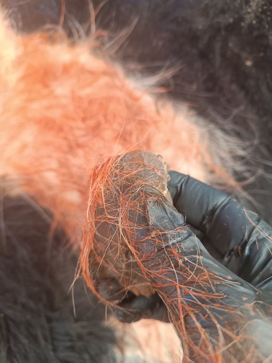 Experiments in progress: pigmented hide scraping!