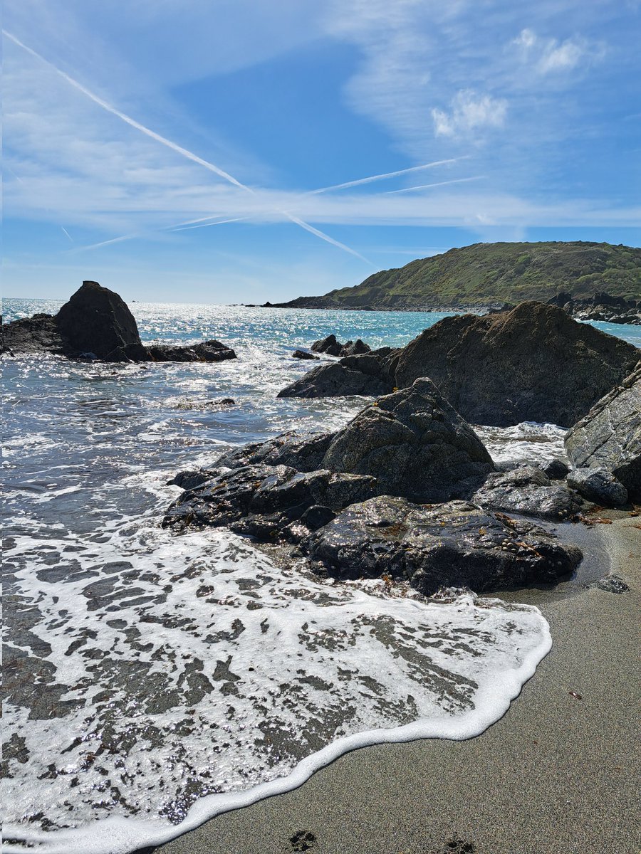 A Cornish cove day, with gannets diving & seals bobbing in the sea. One youngster was even hauled up on the sand. Rockpooling, & swimming for the brave, with chiffchaffs always singing in the cliff scrub behind us, & a buzzard soaring. 🌊💙