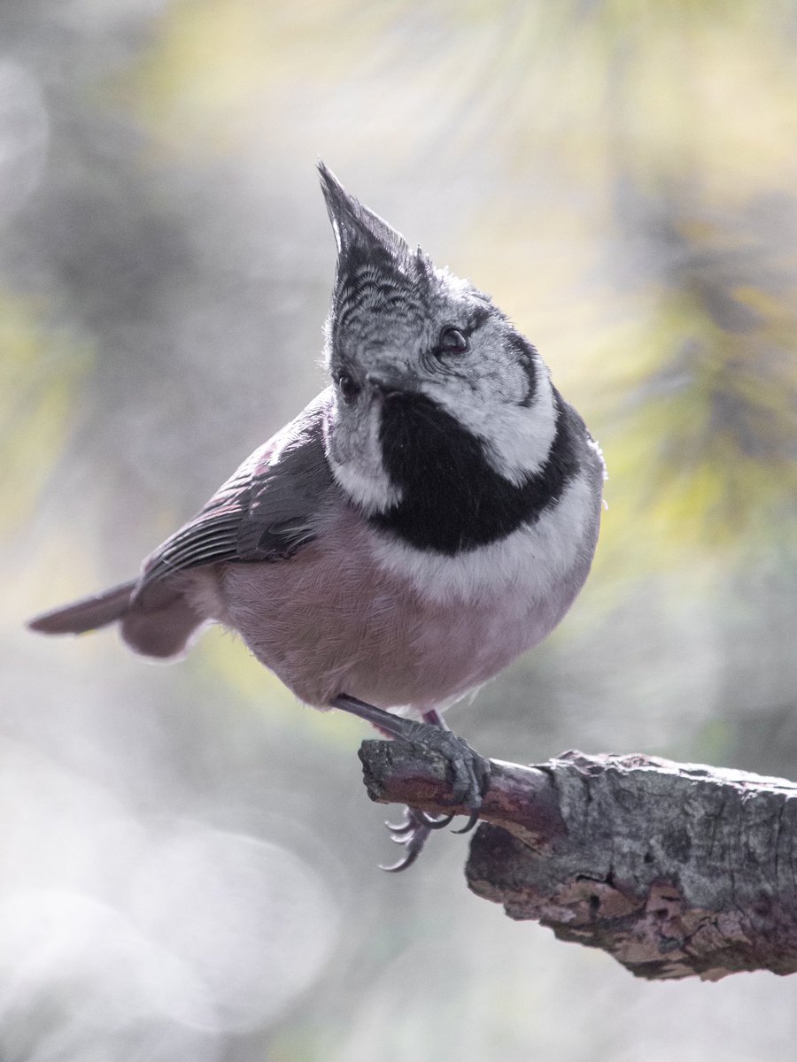 #crestedtit #digiscoping #Scotland #kowascoping #benrouk #LUMIX #Panasoniclumix @KowaOptics @Benro_UK @lumixcan