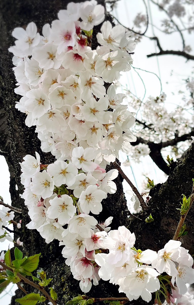 清水サポいわき遠征の#をつけたX見てるとハワスタの桜がきれい🌸

桜といえば先週の甲府戦に向かう途中にあった桜並木がきれいでした❤
今週も勝点3持って帰ろう💪⚽