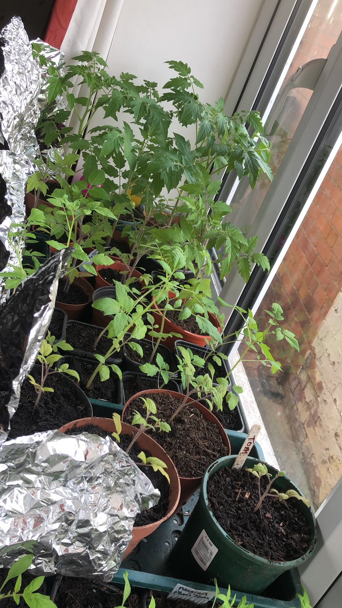 My little tomato forest on the windowsill! I accidentally arranged them by height yesterday largest to smallest. 🤪 

 #gardening #GardeningTwitter #smallholding #homegrown #growyourown