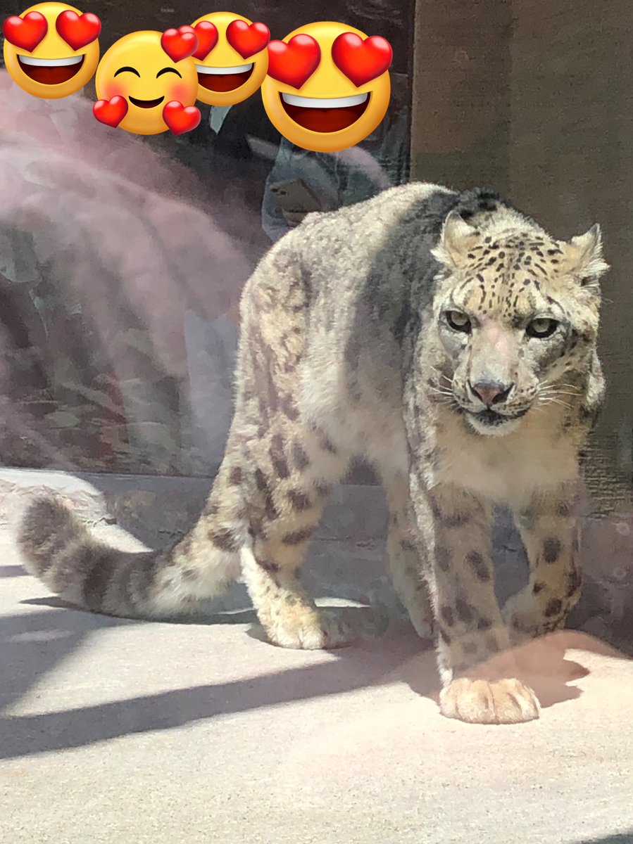 今日のフブキくん
#ユキヒョウ
#snowleopard 
#フブキ
#円山動物園 
#多摩動物公園