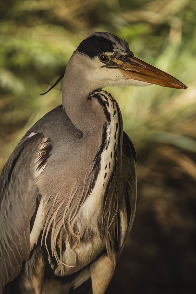 Saturday! My favourite day of the week. Have a good one everyone. #TwitterNatureCommunity #birdwatching #heron