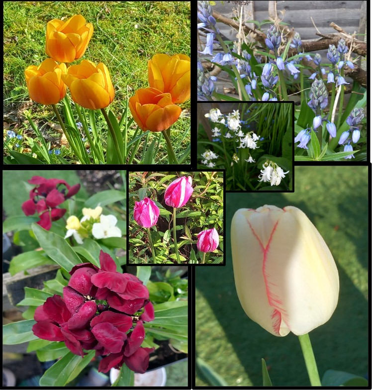 🍃Bluebell Season| #SixOnSaturday | Flowers From My Hampshire Garden| #GardeningX Let's take a garden stroll together wp.me/p2Eu3u-kpk
