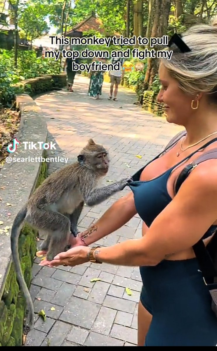 What Monkeys in Bangkok Thailand 🇹🇭 Do to women who travel for vacation 😂😭😂 Check Thread for video 😭😭